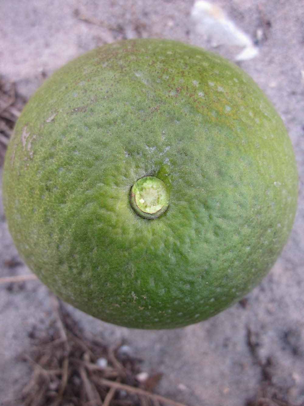            Immature fruit (Winter Haven, FL)   